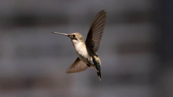 hummingbird hovering near home