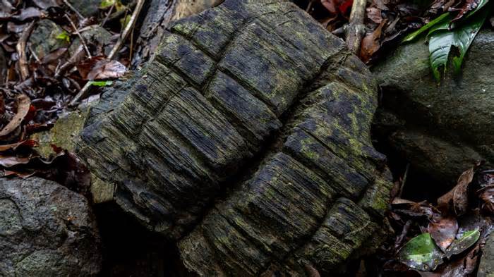 One of the fossilized wood samples discovered on Barro Colorado Island in Panama.