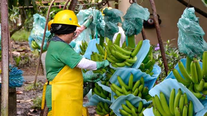 Producción de bananas en Ecuador.