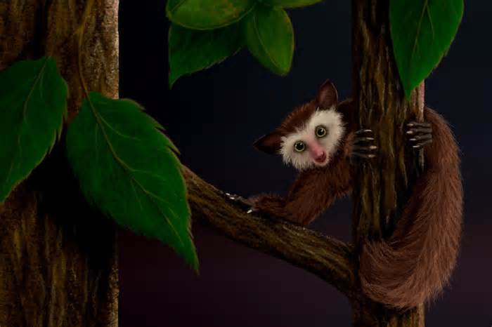 Rare Primate Discovery Has Clues About Future