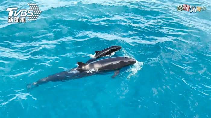 意外驚喜！ 訪抹香鯨遇6至70隻「偽虎鯨」