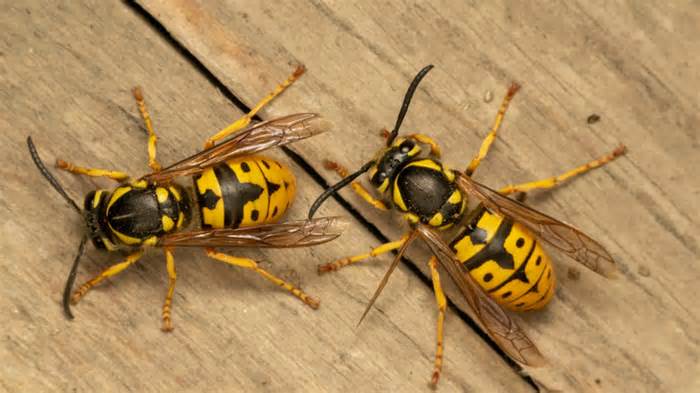 yellowjackets wasps