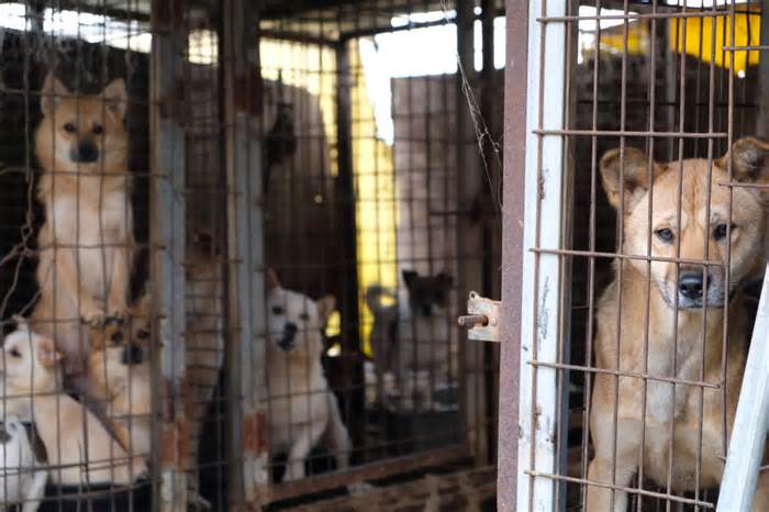 South Korean Farmers Threaten to Release 2 Million Strays in Protest of Dog Meat Ban