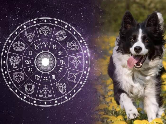 Best Dog Breeds by Astrology Sign