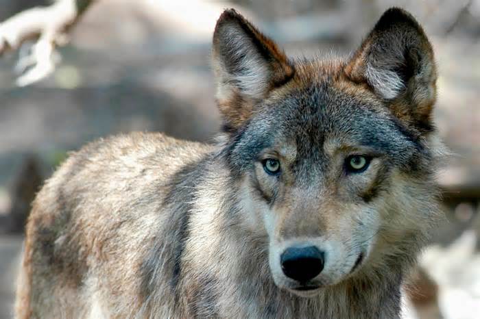 A gray wolf is seen, July 16, 2004, at the Wildlife Science Center in Forest Lake, Minn.