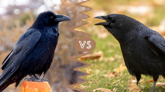 Crows vs. Ravens: 7 Ways To Tell the Corvid Cousins Apart