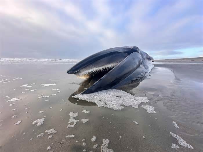 A dead fin whale washed up on a beach in the northwestern corner of Oregon on Feb. 12. It's an unusual occurrence for fin whales, the second-largest whale species on earth, and has drawn sightseers. (Tiffany Boothe/Seaside Aquarium)