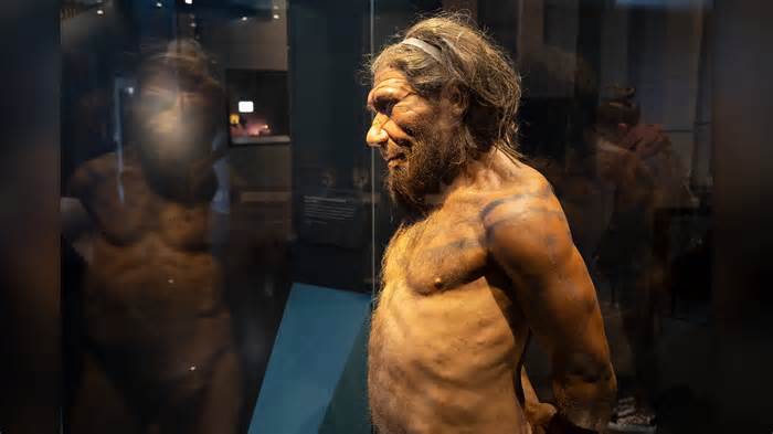 Neanderthal man at the human evolution exhibit at the Natural History Museum on 27th April 2022.
