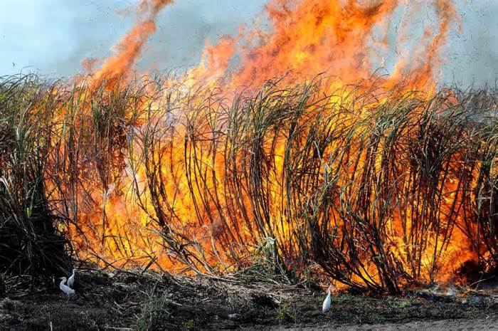 ‘Black snow’: sugarcane burning makes our lives hell, Florida locals say