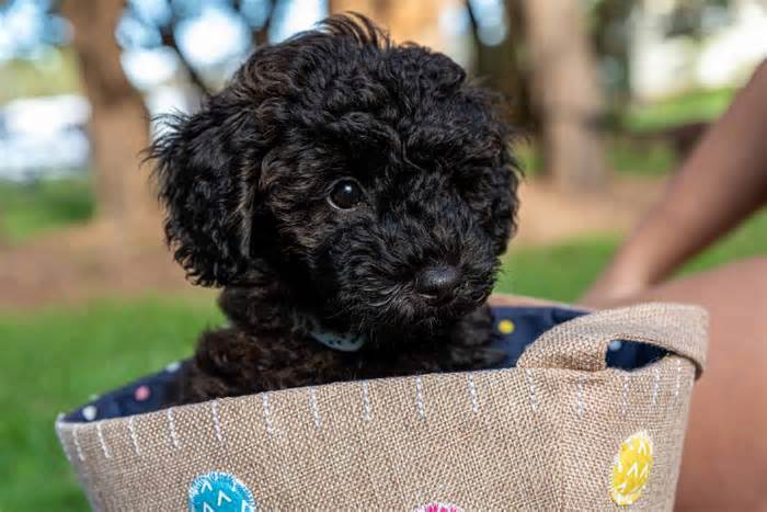 schnoodle puppy dog sitting in a bag looking cute