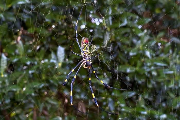 Invasive Joro spiders spreading in eastern US: researchers
