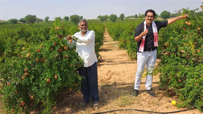 Pomegranate amid sand dunes: How Rajasthan farmers struck gold