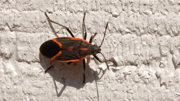 Boxelder bug on wall