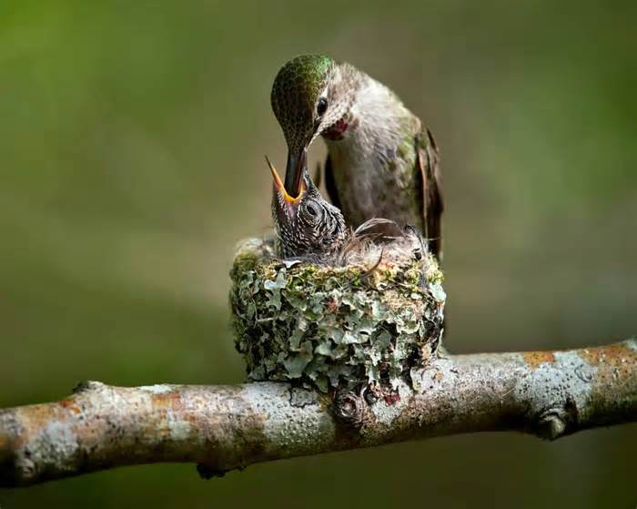 Where Do Hummingbirds Nest?