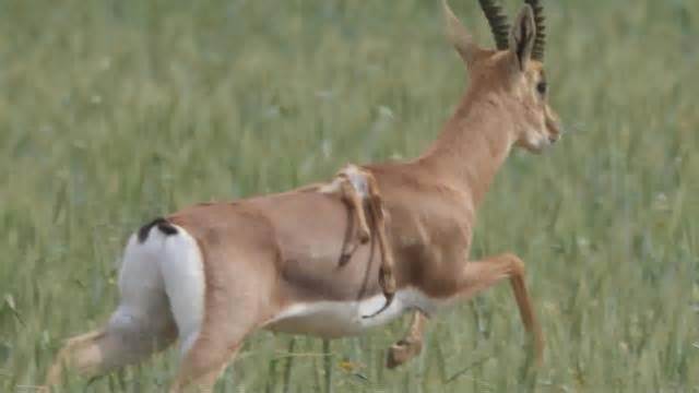 Rare six-legged gazelle spotted in Israel