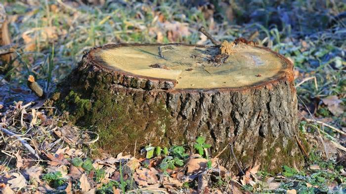 tree stump in ground