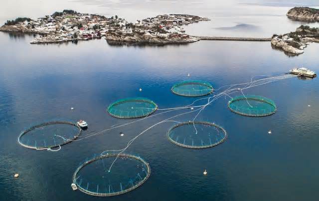 Norway backs use of potentially game-changing product in fish feed: ‘This approval is groundbreaking’