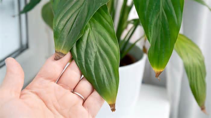Browning on peace lily leaves