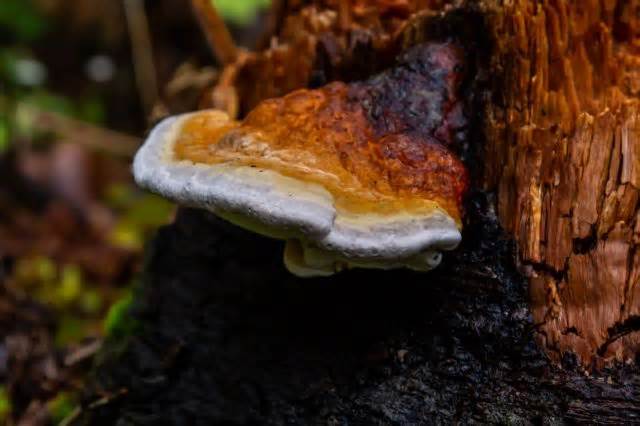 Scientists discover hyper-intelligent, fast-growing mushroom that could have a major impact on our planet