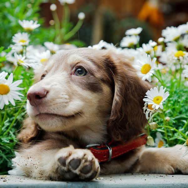 25 Cutest Dog Breeds, Ranked