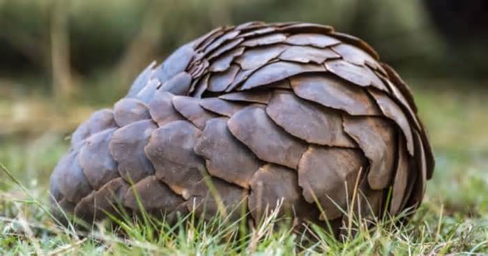 An African pangolin curled into a ball at a nature preserve in Kenya. By: MEGA