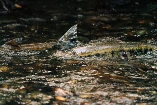 Researchers think that the presence of these salmon farther north a warning sign.