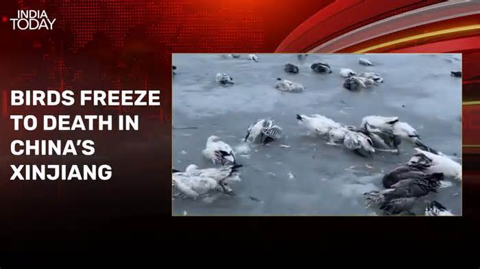 Watch: China's Xinjiang records -52.3 C: Birds freeze to death, lakes crack
