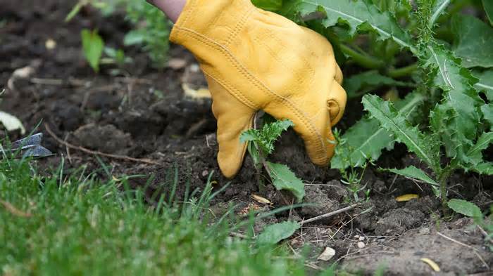 Gloves are always recommended when gardening, especially if you're pulling spiky weeds out.