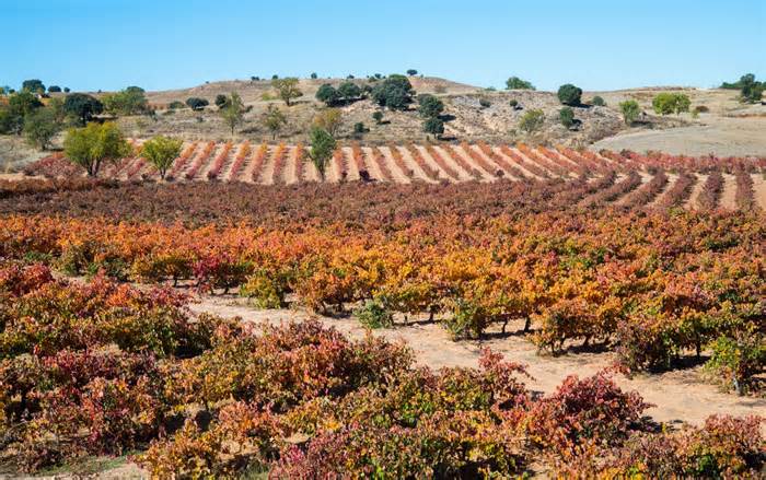 Vineyards in Autumn, Ribera del Duero, Spain