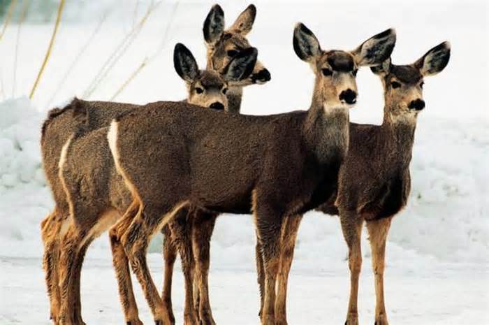 The disease has been noted as causing neurological issues for deer and related species
