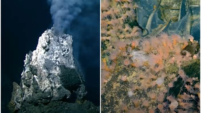 The seamount was covered in up to 1 million eggs, each one measuring 1.5 feet across