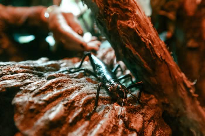 On display at the Wildlife Explorers Basecamp at San Diego Zoo, the Lord Howe Stick Insects are maintained within a reversed light cycle so that guests can view them during the day under red light, which is invisible to the insects and simulates night.