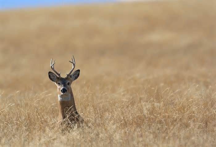 An infectious disease informally called 'zombie' deer disease is causing concern nationwide because it could affect humans, experts say.