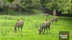 Saskatoon zoo fosters zebras by special request from Saskatchewan government