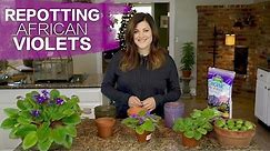 Replanting African Violets