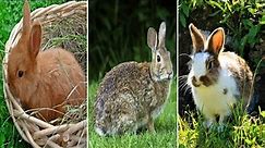 Cute bunny photos | Cute rabbit photos | Lovely bunnies | Lovely rabbits | Bunnies | rabbits