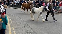 Book a cottage for Barley Saturday on 27th April. This unique event has been going since the 19th Century when country folk come to Cardigan to inspect local stallions to be used for stud. Splendid horses parade through the town followed by tractors, vintage cars, gypsy wagons and carriages. It is a spectacle for horse lovers and a great weekend to visit Cardigan. Book our dog friendly cottages by the sea www.cwmconnell.co.uk #stallions #showhorses #horseaddict #visitwales | Cwm Connell Coastal 