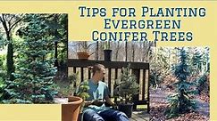Tips for Planting Evergreen Conifer Trees: Tutorial