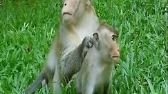 Monkey Mating# (31)