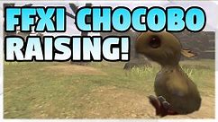 FFXI Classic - Raising Your Chocobo!