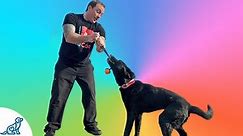 Dog Tug Game - How To Play Tug Of War With Your Dog - Professional Dog Training Tips
