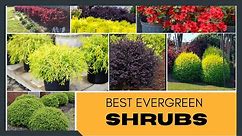 Best Evergreen Shrubs for Home Garden | Foundation Plants | Garden Shrubs | Shrubs for Landscaping