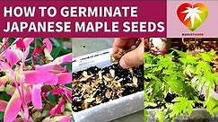 How to germinate Japanese maple seeds