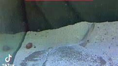 225 gallon saltwater predator tank! #thefishcorner #saltwateraquarium #predatorfish #fypシ゚viralシfypシ゚ | The Fish Corner