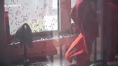 Firefighter uses flamethrower to clear huge swarm of bees in Chinese resident's kitchen - video Dailymotion
