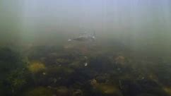 Underwater ChatterBait CFL