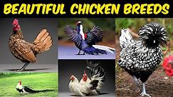 Most Beautiful Chicken Breeds in the World | Best fancy chicken Breeds