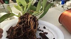 Cattleya Orchid Care: Tips on How to repot a Large Unruly Cattleya Orchid with lots of Roots