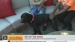 Sacramento SPCA Pet of the Week - meet Celeste!