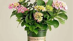 Monrovia - Monrovia plants are available at #Lowes — just...